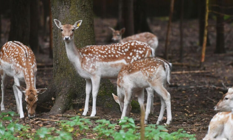 animals