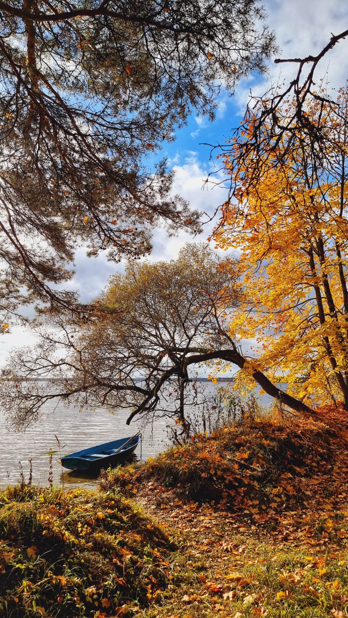 наскович олег